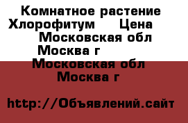 Комнатное растение Хлорофитум   › Цена ­ 120 - Московская обл., Москва г.  »    . Московская обл.,Москва г.